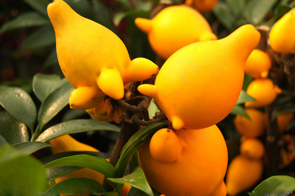 20種不常見但很好吃的怪異水果，非洲角瓜絕對是吃貨的追求--置頂表情