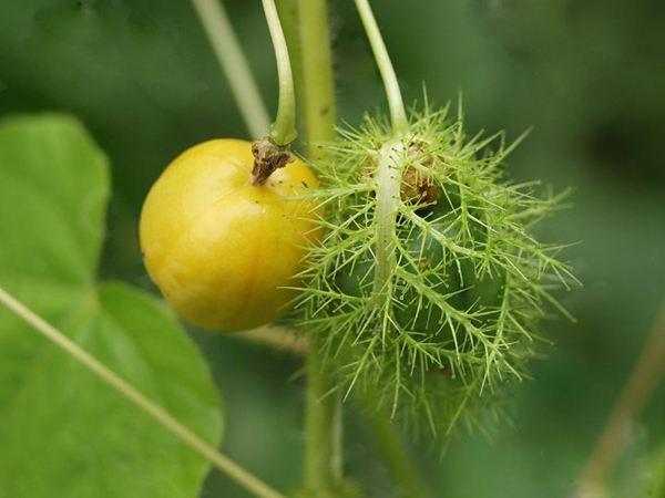 20種不常見但很好吃的怪異水果，非洲角瓜絕對是吃貨的追求--置頂表情
