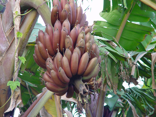 20種不常見但很好吃的怪異水果，非洲角瓜絕對是吃貨的追求--置頂表情