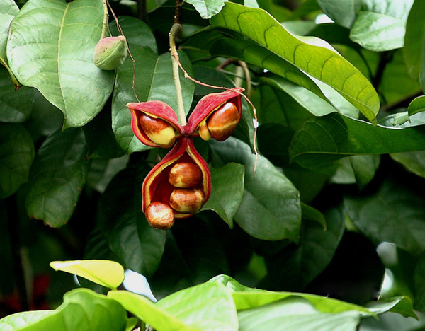 20種不常見但很好吃的怪異水果，非洲角瓜絕對是吃貨的追求--置頂表情