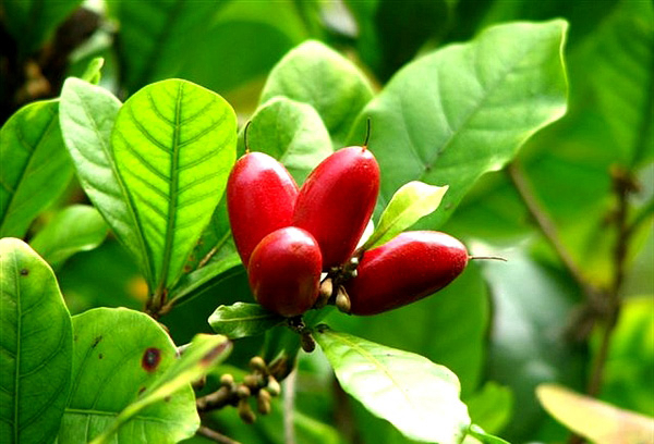 20種不常見但很好吃的怪異水果，非洲角瓜絕對是吃貨的追求--置頂表情