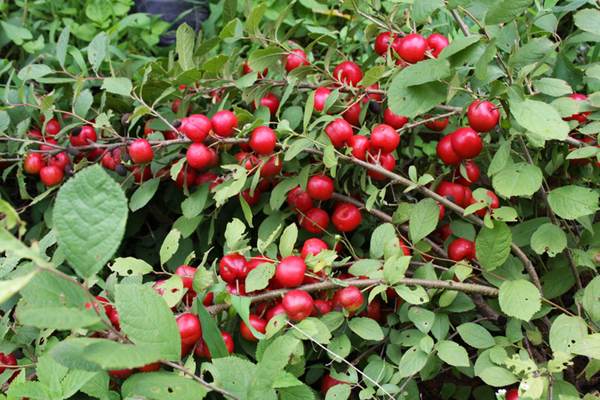 20種不常見但很好吃的怪異水果，非洲角瓜絕對是吃貨的追求--置頂表情