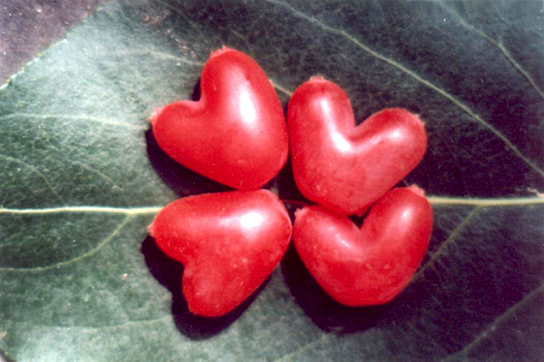 20種不常見但很好吃的怪異水果，非洲角瓜絕對是吃貨的追求--置頂表情